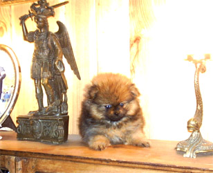 Male puppy from Karland