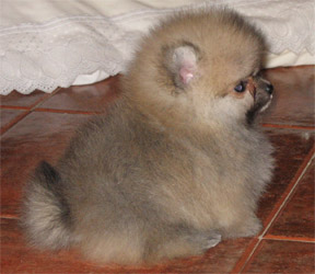 pomerania puppy