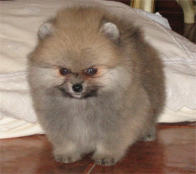 Karland puppy