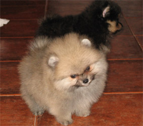 Pomeranian litter