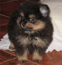 Allowenn de Karland, black and tan