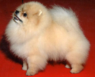 Our pomeranian, Ch. Belliver Sunfly 
